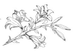 Logo of Stamens